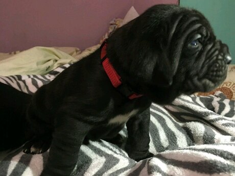 Mastino Neapoletano 