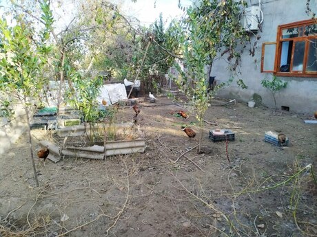 Qırqovul balaları