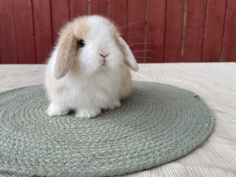Mini Lop dovşanı