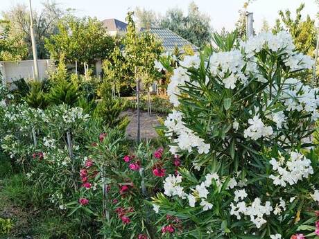 6-room house for sale in Novxanı, 260 m², 355 000 AZN, photo 3 / 12