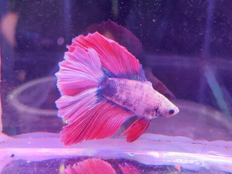 Betta balığı