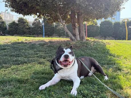 Amstaff pitbul (cütləşdirmək üçün) Amstaff pitbul (cütləşdirmək üçün)