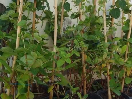 Jasmin sarmaşıq Jasmin sarmaşıq