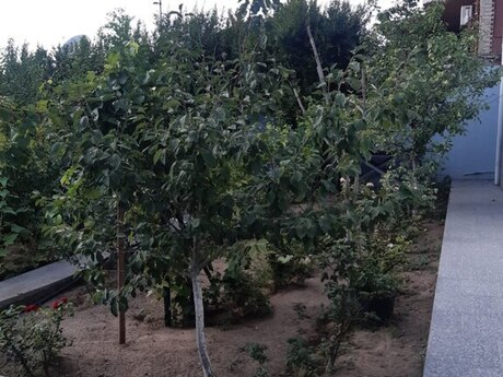 Maştağada 6 otaqlı həyət evi satılır, 125 m², 330 000 AZN, şəkil 5 / 12