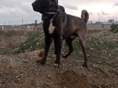 Kanqal balaları