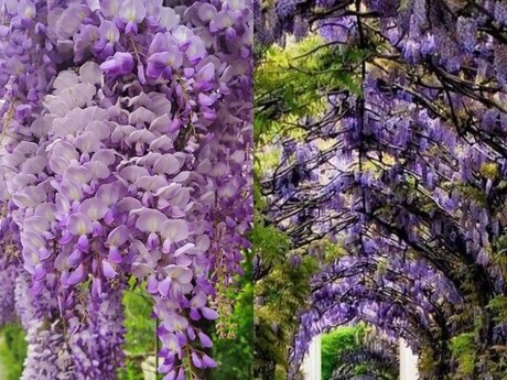 Visteriya 