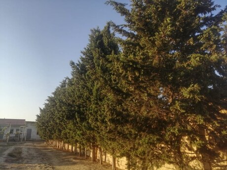 12-room house for sale in Novxanı, 450 m², 850 000 AZN, photo 2 / 11