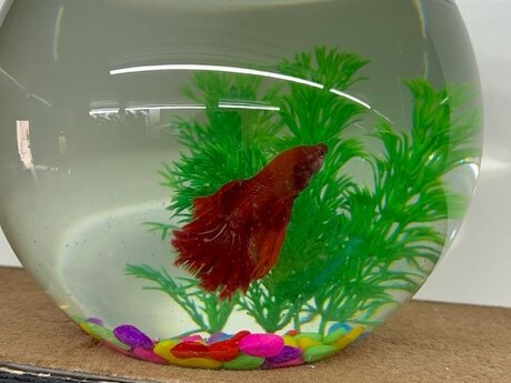 Akvarium və balıqları