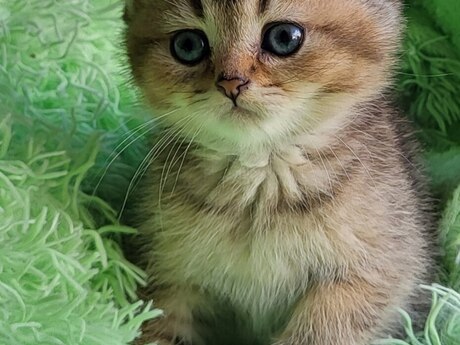 Черная Золотая шиншилла