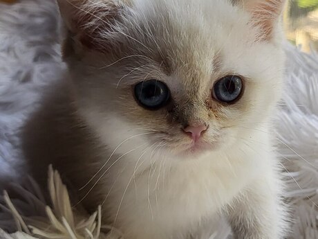 Шиншилла 