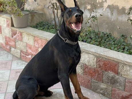 Doberman (cütləşdirmək üçün)