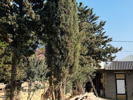 Şam ağacı "Kiparis"