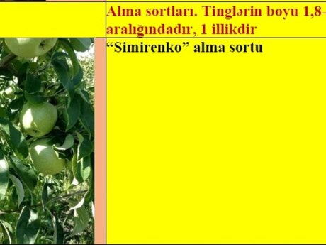 Alma ağacı tingləri