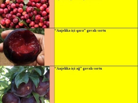 Gavalı ağacı tingləri