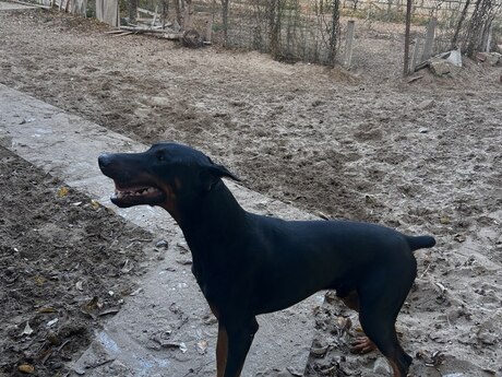 Doberman (cütləşdirmək üçün )
