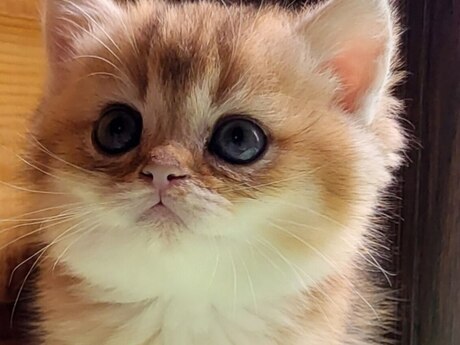 Котята шиншилла 