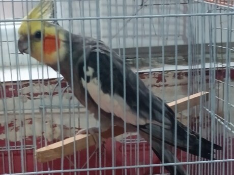 Tutuquşu Tutuquşu