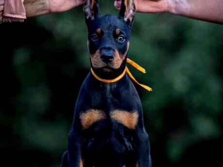 Doberman balası