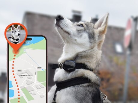 Heyvanlar üçün GPS izləmə cihazı