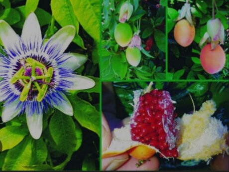 Passiflora