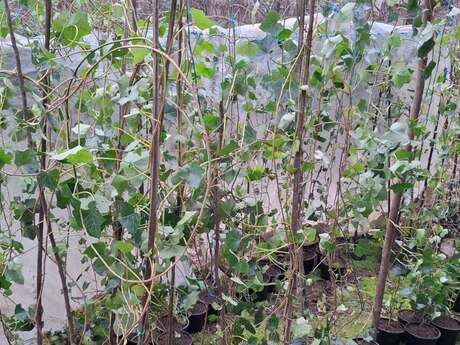 Hedera sarmaşığı