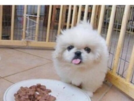 Pekines karlik