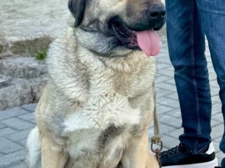 Kanqal
