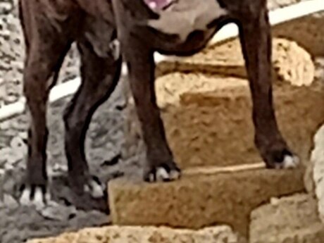 Pitbul (cütləşdirmək üçün) Pitbul (cütləşdirmək üçün)