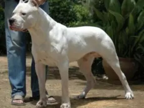Argentina doqu