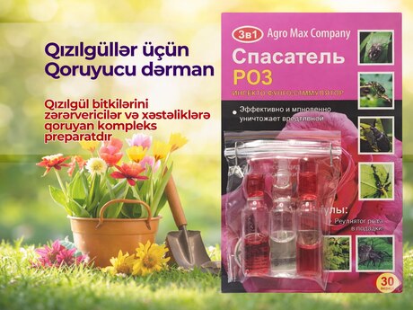 Qızıl gül dərmanı Qızıl gül dərmanı