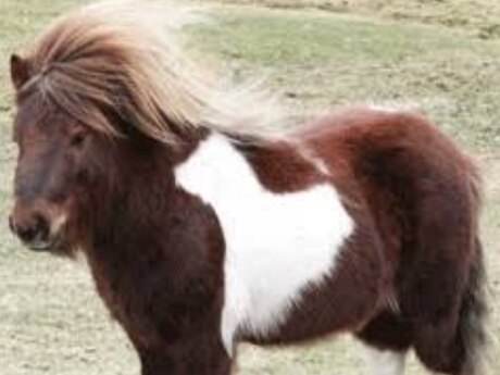 Poni atları 