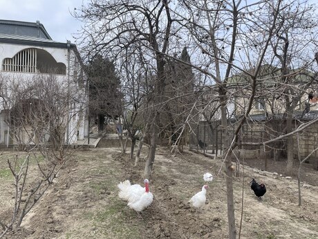 Novxanıda 5 otaqlı həyət evi satılır, 200 m², 288 000 AZN, şəkil 4 / 12