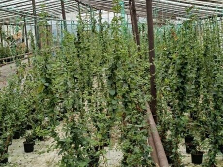 Jasmin sarmaşıq Jasmin sarmaşıq