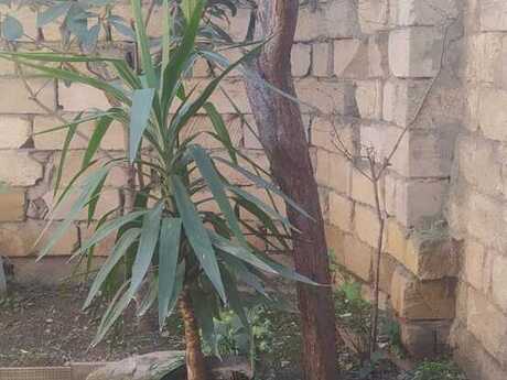 2-room house for sale in M.Ə.Rəsulzadə, 100 m², 60 000 AZN, photo 2 / 12