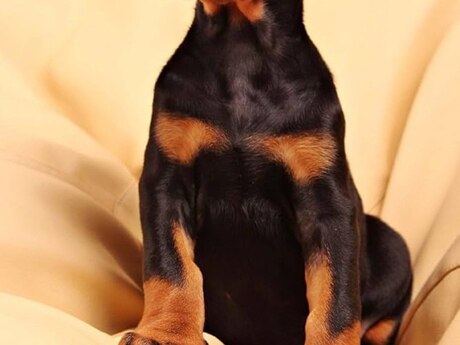 Doberman