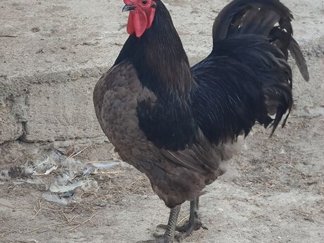 Avstralorp toyuqları yumurtası 