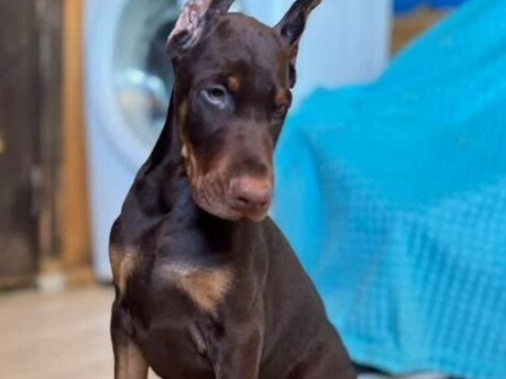 Doberman