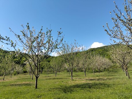 4.5 sot torpaq sahəsi, İsmayıllı r.