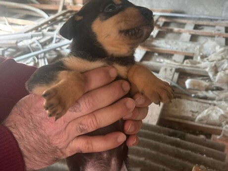 Doberman balası 
