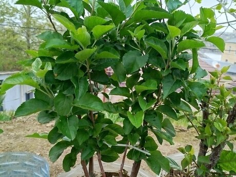 Alma ağacı