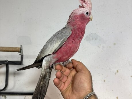 Kakadu tutuquşu