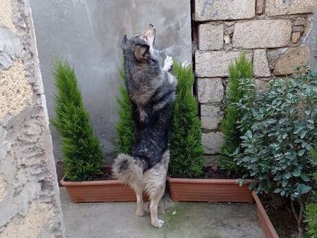 Həyət iti balaları etibarlı əllərə verilir