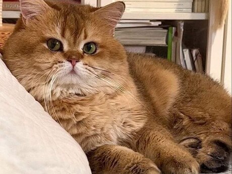 Golden Chinchilla British Shorthair Golden Chinchilla British Shorthair