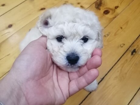 Pudel 