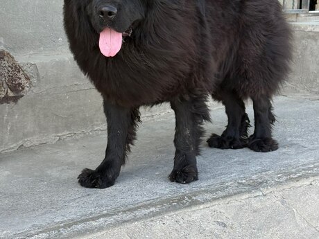 Tibet Mastiff iti