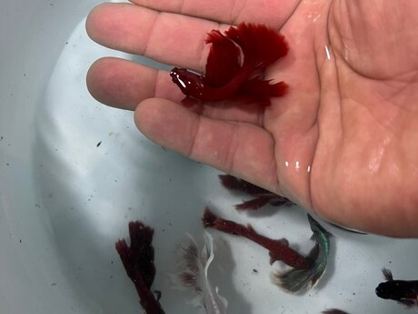 Betta balığı