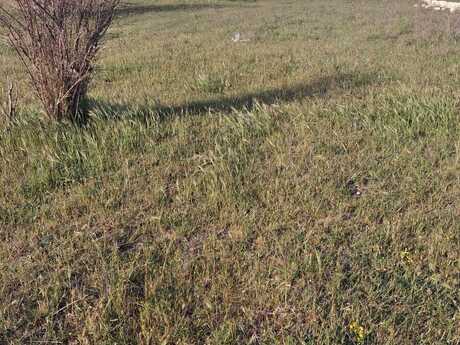 12 sot torpaq sahəsi, Ləhiş bağları