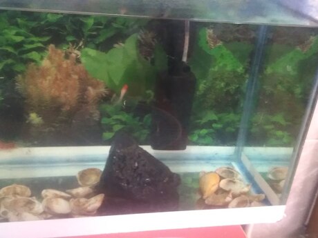 Akvarium və balıqlar Akvarium və balıqlar