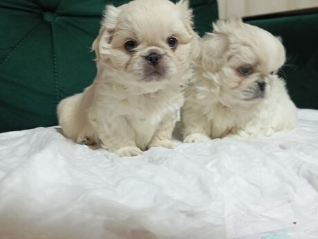 Pekines 
