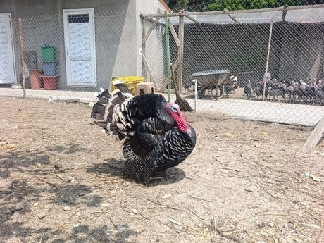 Hinduşka